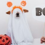 Dog in ghost costume with "BOO!" sign and Halloween decorations, highlighting festive spirit for homeowners.